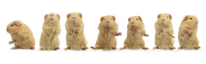 Framed Print : Composite image of dancing guinea pig, standing on hind legs sequence Framed Print : Composite image of dancing guinea pig, standing on hind legs sequence