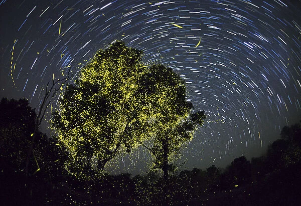 Composite image of Fireflies synchronize display just after first shower of monsoon