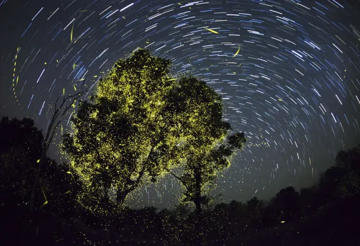 Framed Print : Composite image of Fireflies synchronize display just after first shower of monsoon
