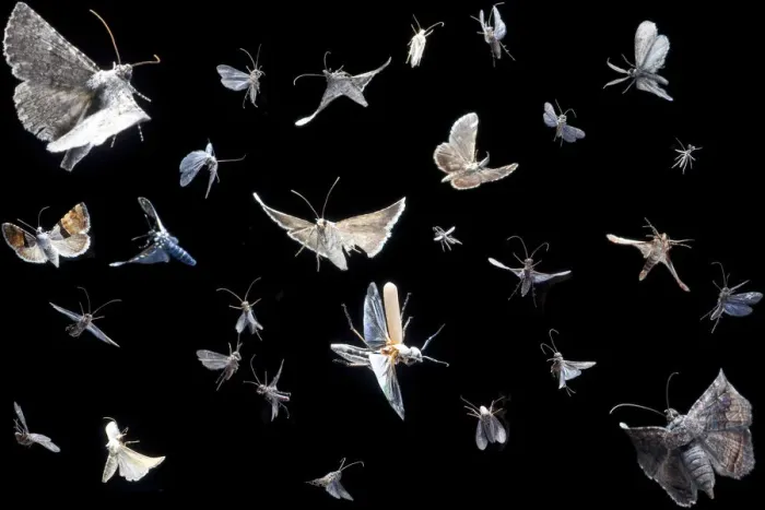 Framed Print : Composite image of flying insects visiting blacklight, Texas, USA, September Framed Print : Composite image of flying insects visiting blacklight, Texas, USA, September