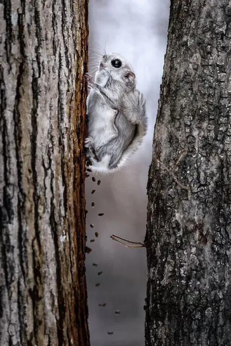 Framed Print : Composite image showing Siberian flying squirrel (Pteromys volans orii) defecating for duration of about twenty seconds after emerging from nest to forage. Hokkaido, Japan. March Framed Print : Composite image showing Siberian flying squirrel (Pteromys volans orii) defecating for duration of about twenty seconds after emerging from nest to forage. Hokkaido, Japan. March