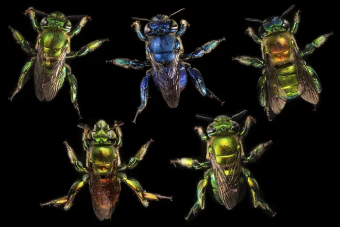 Framed Print : Compsite of orchid bees (Euglossa sp. ) photographed on black in cloud forest Framed Print : Compsite of orchid bees (Euglossa sp. ) photographed on black in cloud forest