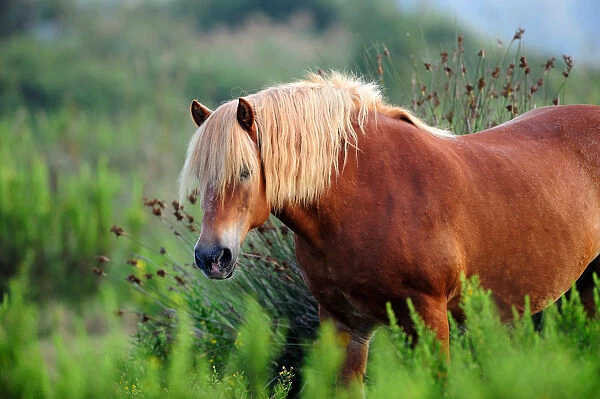 Comtois Horse (Equus caballus). Camargue reserve, Rhone, France, September