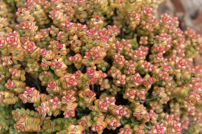 Framed Print : Concertina plant (Crassula rupestris) in flower, Central Karoo, Cape Province, South Africa. August Framed Print : Concertina plant (Crassula rupestris) in flower, Central Karoo, Cape Province, South Africa. August