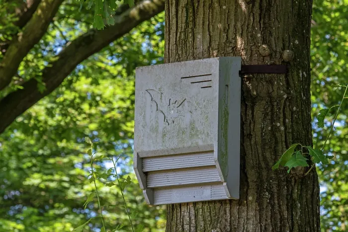 Framed Print : Concrete bat box - artificial roost for bats fixed against tree trunk in forest nature reserve. June, 2024 Framed Print : Concrete bat box - artificial roost for bats fixed against tree trunk in forest nature reserve. June, 2024