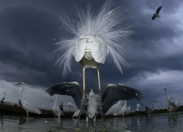 Framed Print : Confrontation between a great egret (Ardea alba) and grey heron (Ardea cinerea), Lake Csaj Framed Print : Confrontation between a great egret (Ardea alba) and grey heron (Ardea cinerea), Lake Csaj