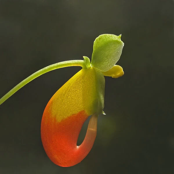 Congo cockatoo (Impatiens niamniamensis) flower, backlit with nectar level visible in spur