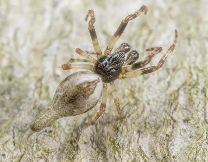 Framed Print : Conical trashline orbweaver (Cyclosa conica) portrait, Montgomery County, Pennsylvania, USA. April Framed Print : Conical trashline orbweaver (Cyclosa conica) portrait, Montgomery County, Pennsylvania, USA. April
