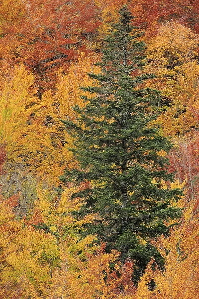 Conifer amongst deciduous autumnal forest, Ordesa y Monte Perdido National Park, Huesca