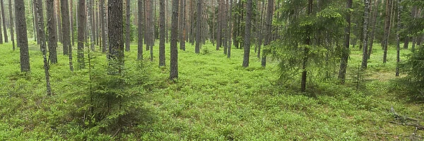 Coniferous forest in spring, near Vilnius, Lithuania, May 2009