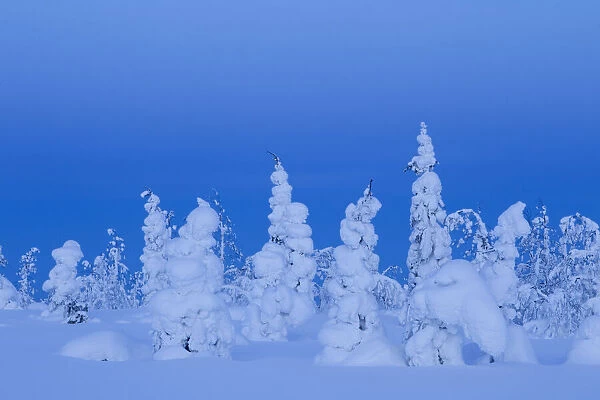 Coniferous trees under a thick layer of frozen snow, Northern Finland, February