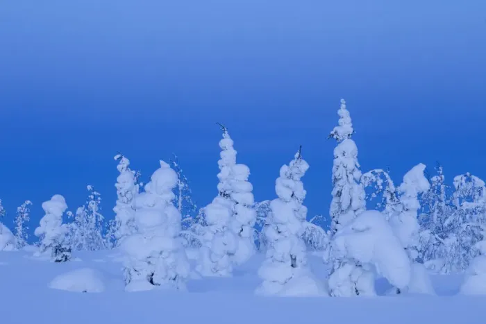 Framed Print : Coniferous trees under a thick layer of frozen snow, Northern Finland, February Framed Print : Coniferous trees under a thick layer of frozen snow, Northern Finland, February