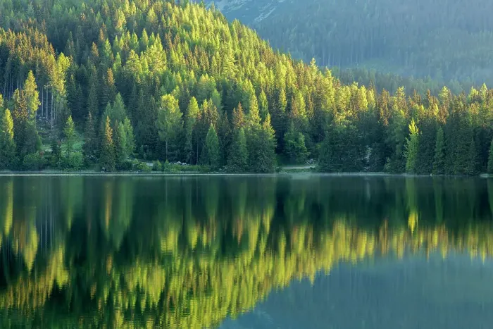 Framed Print : Conifers reflected in water, Strbske Pleso, Tatra Mountains, Slovakia, June 2013 Framed Print : Conifers reflected in water, Strbske Pleso, Tatra Mountains, Slovakia, June 2013