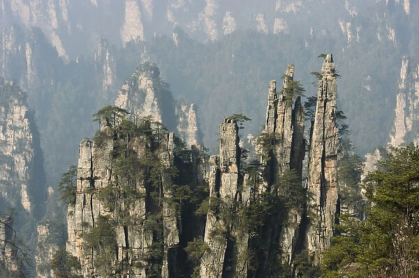 Conifers on sandstone pinnacles, Imperial Pen Peak, Emperor Peak, Zhangjiajie National Forest Park