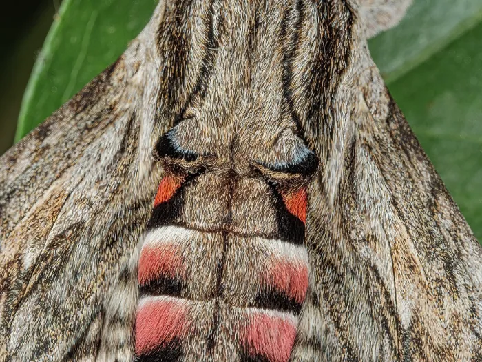 Framed Print : Convolvulus hawkmoth (Agrius convolvuli) dorsal view wings detail, Podere Montecucco, Orvieto, Italy. July Framed Print : Convolvulus hawkmoth (Agrius convolvuli) dorsal view wings detail, Podere Montecucco, Orvieto, Italy. July