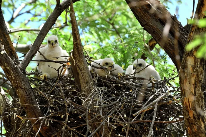 Framed Print : Cooper's hawk (Accipiter cooperii) chicks in nest, Catalina State Park, Arizona, USA Framed Print : Cooper's hawk (Accipiter cooperii) chicks in nest, Catalina State Park, Arizona, USA
