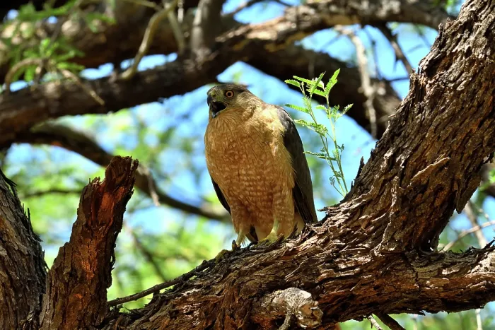 Framed Print : Cooper's hawk (Accipiter cooperii) perched on branch, calling, Catalina State Park, Arizona, USA Framed Print : Cooper's hawk (Accipiter cooperii) perched on branch, calling, Catalina State Park, Arizona, USA