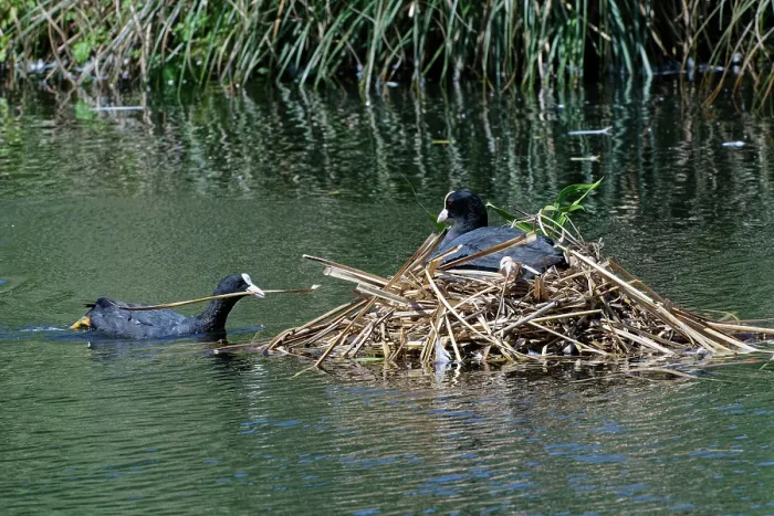 Framed Print : Coot (Fulica atra) swimming to its nest with beakful of nest material as its mate incubates eggs, Gloucestershire, UK, June Framed Print : Coot (Fulica atra) swimming to its nest with beakful of nest material as its mate incubates eggs, Gloucestershire, UK, June