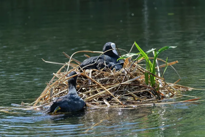 Framed Print : Coot (Fulica atra) swimming to its nest with beakful of nest material as its mate incubates eggs, Gloucestershire, UK, June