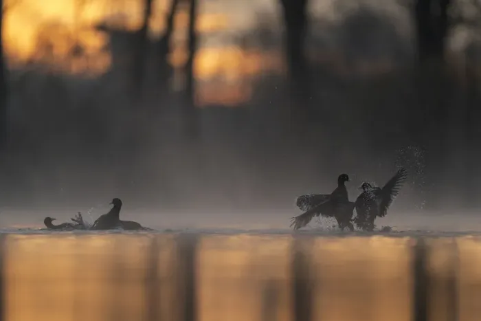 Framed Print : Coots (Fulica Atra) fighting in early morning light. Valkenhorst Nature Reserve, The Netherlands, Europe. April Framed Print : Coots (Fulica Atra) fighting in early morning light. Valkenhorst Nature Reserve, The Netherlands, Europe. April
