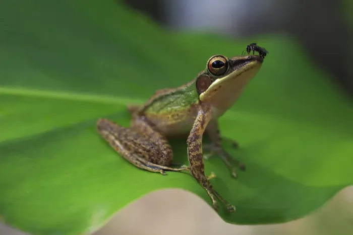 Framed Print : Copper-cheeked frog (Chalcorana labialis) from riparian lowland rainforest on