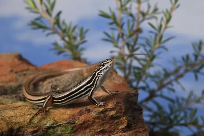 Framed Print : Copper-tailed skink (Ctenotus taeniolatus) on rock. New South Wales, Australia Framed Print : Copper-tailed skink (Ctenotus taeniolatus) on rock. New South Wales, Australia