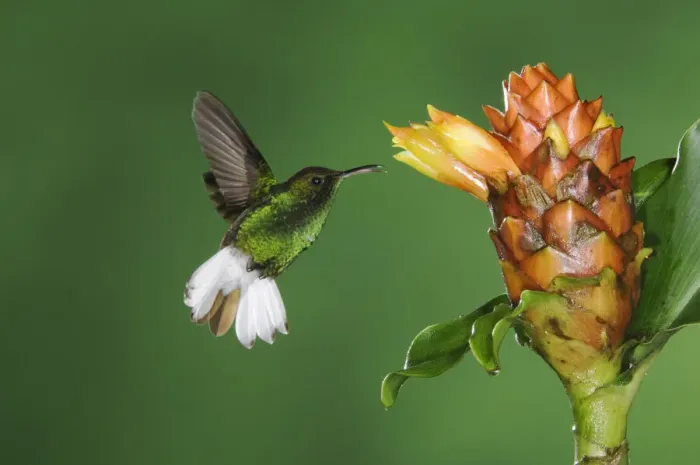 Framed Print : Coppery-headed Emerald, Elvira cupreiceps, male in flight feeding on Spiral Ginger Framed Print : Coppery-headed Emerald, Elvira cupreiceps, male in flight feeding on Spiral Ginger