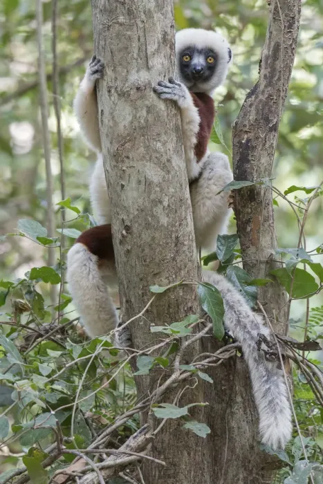 Framed Print : Coquerels sifaka (Propithecus coquereli) curious individual up in tree, Ankarafantsika