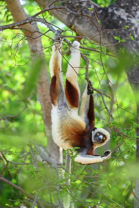 Framed Print : Coquerel's sifaka (Propithecus coquereli) female, hanging upside down feeding in forest understorey, Anjajavy Private Reserve, north west Madagascar. Critically endangered Framed Print : Coquerel's sifaka (Propithecus coquereli) female, hanging upside down feeding in forest understorey, Anjajavy Private Reserve, north west Madagascar. Critically endangered
