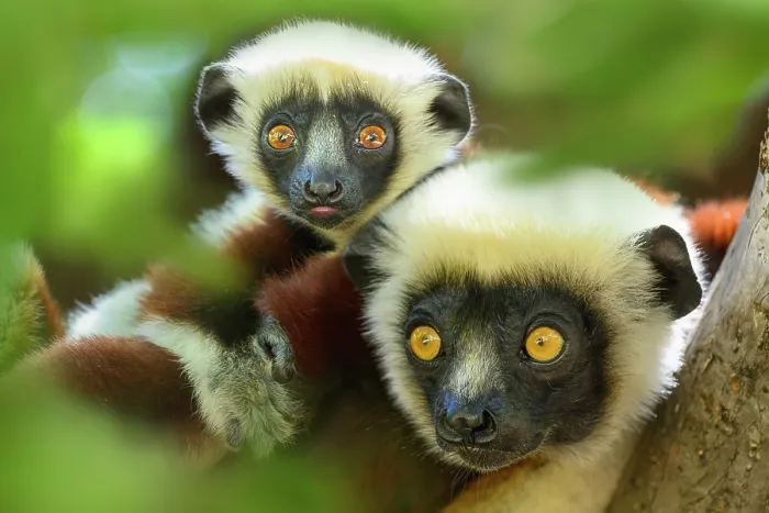 Framed Print : Coquerel's sifaka (Propithecus coquereli) female with infant, aged approximately 4 months, resting in forest understorey, Anjajavy Private Reserve, north west Madagascar Framed Print : Coquerel's sifaka (Propithecus coquereli) female with infant, aged approximately 4 months, resting in forest understorey, Anjajavy Private Reserve, north west Madagascar