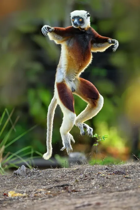 Framed Print : Coquerel's sifaka (Propithecus coquereli) male, bounding over open ground at forest edge, Anjajavy Private Reserve, north west Madagascar. Critically endangered Framed Print : Coquerel's sifaka (Propithecus coquereli) male, bounding over open ground at forest edge, Anjajavy Private Reserve, north west Madagascar. Critically endangered