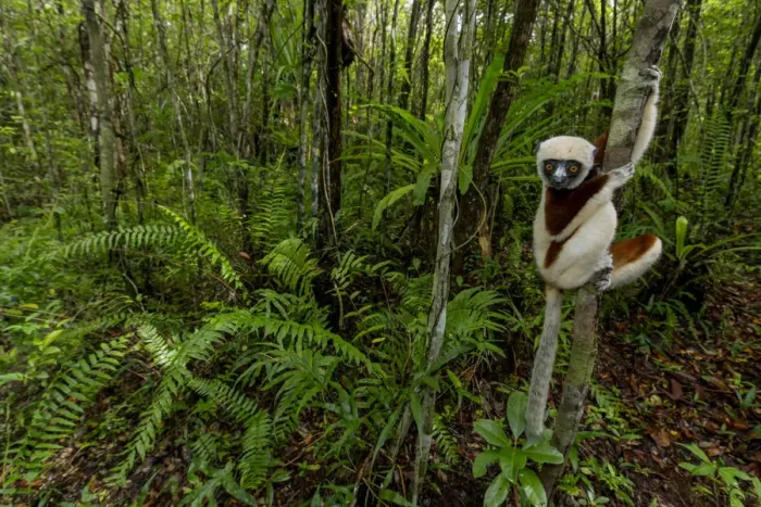 Framed Print : Coquerels sifaka (Propithecus coquereli) Palmarium, Atsinanana, Madagascar Framed Print : Coquerels sifaka (Propithecus coquereli) Palmarium, Atsinanana, Madagascar