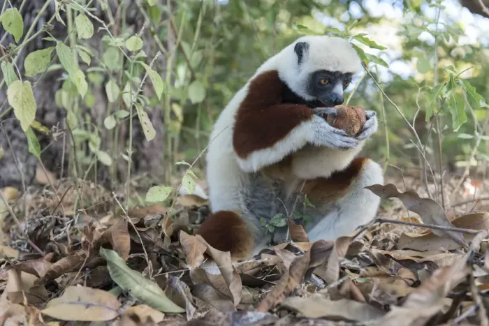 Framed Print : Coquerels sifaka (Propithecus coquereli) searching fallen fruit on forest floor Framed Print : Coquerels sifaka (Propithecus coquereli) searching fallen fruit on forest floor