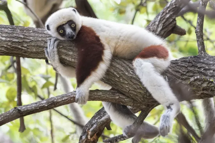 Framed Print : Coquerels sifaka (Propithecus coquereli) in tree, relaxing, Ankarafantsika National Park Framed Print : Coquerels sifaka (Propithecus coquereli) in tree, relaxing, Ankarafantsika National Park
