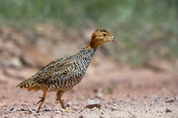 Framed Print : Coqui francolin (Peliperdix coqui) portrait, Marataba, Marakele National Park, Limpopo Province, South Africa Framed Print : Coqui francolin (Peliperdix coqui) portrait, Marataba, Marakele National Park, Limpopo Province, South Africa