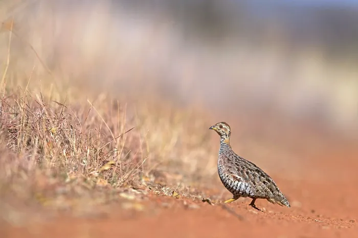 Framed Print : Coqui francolin (Peliperdix coqui) walking across a road, Dinokeng Game Reserve, Gauteng, South Africa Framed Print : Coqui francolin (Peliperdix coqui) walking across a road, Dinokeng Game Reserve, Gauteng, South Africa
