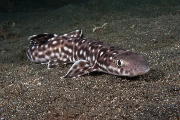 Framed Print : Coral catshark (Atelomycterus marmoratus) resting on the seabed, Lembeh Strait, North Sulawesi Framed Print : Coral catshark (Atelomycterus marmoratus) resting on the seabed, Lembeh Strait, North Sulawesi