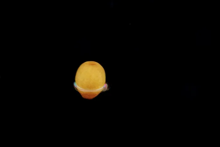Framed Print : Coral egg, approximately 2 mm across, drifting in open ocean at night. The ring around the egg assists in movement until the egg settles onto a reef Framed Print : Coral egg, approximately 2 mm across, drifting in open ocean at night. The ring around the egg assists in movement until the egg settles onto a reef