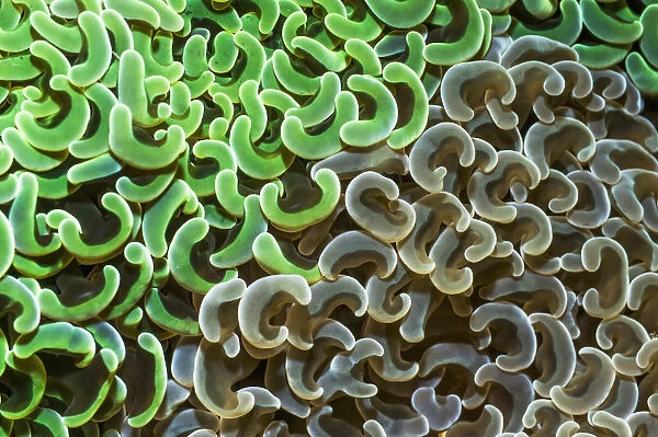 Coral (Euphyllia ancora) polyps brown and green. Lembeh Strait, North Sulawesi, Indonesia