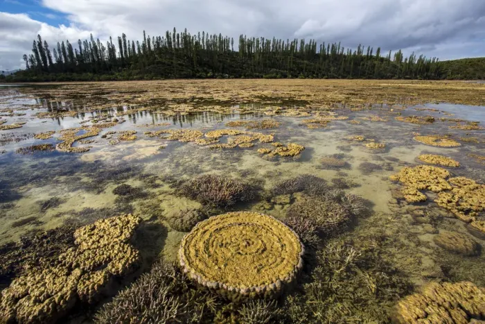 Framed Print : Coral formations at low tide in Prony Bay in the Southern Lagoon, Lagoons of New Caledonia Framed Print : Coral formations at low tide in Prony Bay in the Southern Lagoon, Lagoons of New Caledonia
