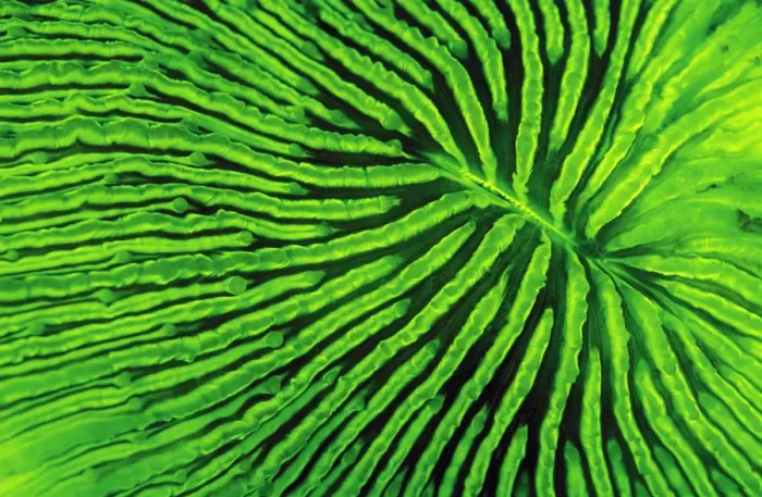 Framed Print : Coral (Fungia sp) fluorescence at night, captured using very powerful electronic strobes Framed Print : Coral (Fungia sp) fluorescence at night, captured using very powerful electronic strobes