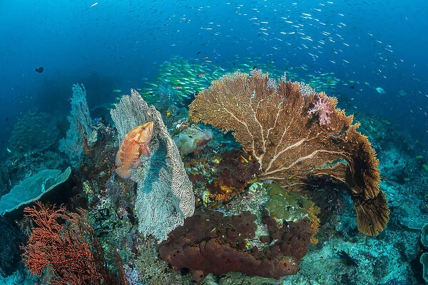 Coral grouper (Cephalopholis miniata) waits in ambush, hiding against a seafan