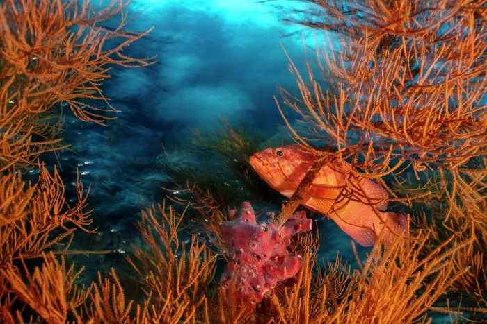 Framed Print : Coral grouper (Cephalopholis miniata) in a black coral bush (Antipathes sp.) on a coral reef, Piaynemo Island, Raja Ampat, West Papua, Indonesia, Pacific Ocean Framed Print : Coral grouper (Cephalopholis miniata) in a black coral bush (Antipathes sp.) on a coral reef, Piaynemo Island, Raja Ampat, West Papua, Indonesia, Pacific Ocean