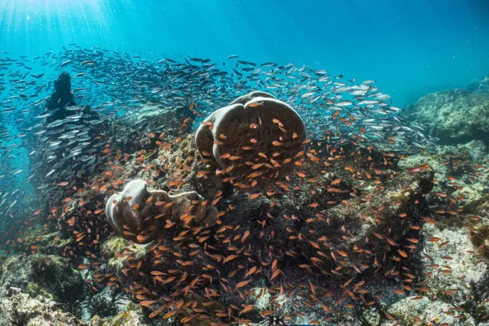 Framed Print : Coral heads surrounded by Blacktip cardinalfish (Apogon atradorsatus Framed Print : Coral heads surrounded by Blacktip cardinalfish (Apogon atradorsatus