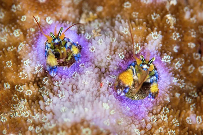 Framed Print : Coral hermit crabs (Paguritta sp.) pair, peering out from their holes in a coral reef, Bitung, North Sulawesi, Indonesia, Lembeh Strait, Molucca Sea