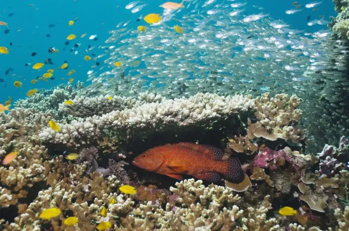 Framed Print : Coral hind (Cephalopholis miniata) lying in ambush under table coral on reef. Andaman Sea, Thailand