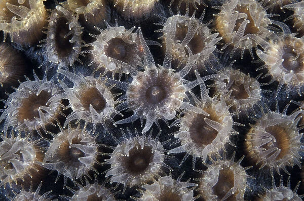 Coral polyps, Honduras