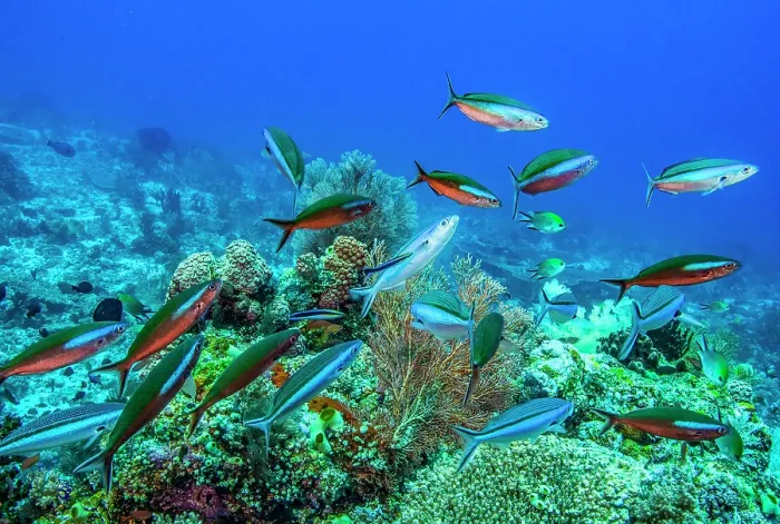 Framed Print : A coral reef cleaning station with two Bluestreak cleaner wrasses (Labroides dimidiatus) servicing a group of Bluestreak fusiliers (Pterocaesio tile) Framed Print : A coral reef cleaning station with two Bluestreak cleaner wrasses (Labroides dimidiatus) servicing a group of Bluestreak fusiliers (Pterocaesio tile)