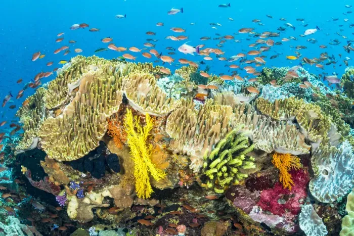 Framed Print : Coral reef scene filled with a great diversity of fish and coral life, near Alor, Indonesia Framed Print : Coral reef scene filled with a great diversity of fish and coral life, near Alor, Indonesia