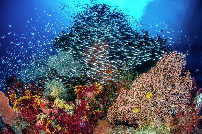 Framed Print : Coral reef scene with Sea fans (Annella sp.), Blacktip butterflyfish (Chaetodon kleinii) and a school of Glassy cardinalfish (Rhabdamia sp.), Misool, Raja Ampat, West Papua Framed Print : Coral reef scene with Sea fans (Annella sp.), Blacktip butterflyfish (Chaetodon kleinii) and a school of Glassy cardinalfish (Rhabdamia sp.), Misool, Raja Ampat, West Papua